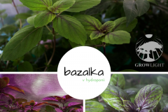 Bazalka v hydroponii