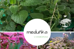 medunka1