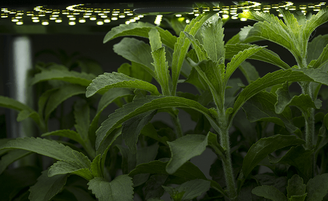 Hydroponické pěstování stévie v bytě a kuchyni bez světla
